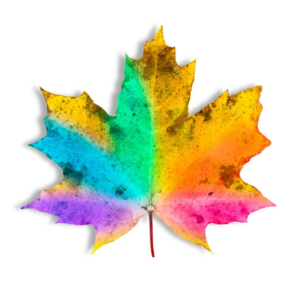 Herbst Ahornblatt Lgbt Färbung Nahaufnahme Isoliert Auf Weiß — Stockfoto