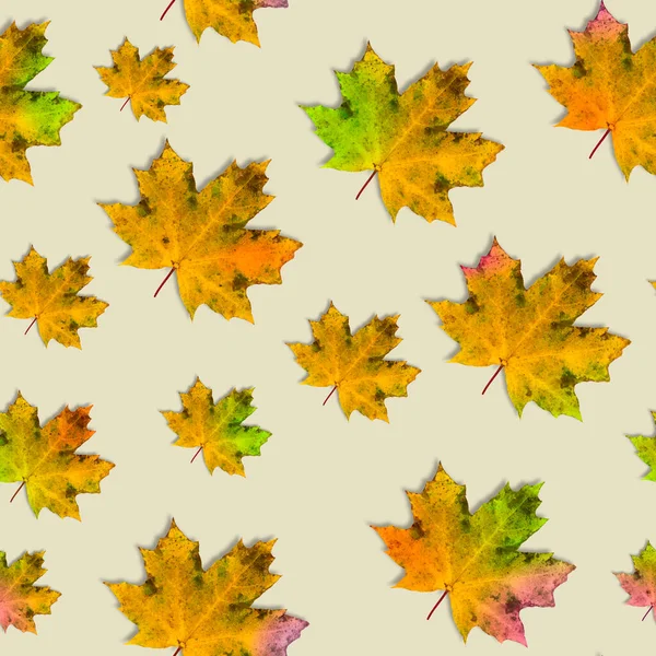 Бесшовный Осенний Узор Разноцветных Кленовых Листьев Светло Желтом Пастельном Фоне — стоковое фото