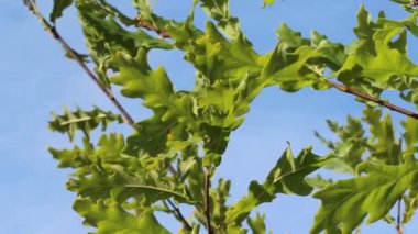Meşe yaprakları ve dallar rüzgarda sallanıyor bulutlu mavi gökyüzüne, yakın çekim.