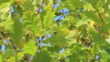 Meşe yaprakları ve dallar güçlü rüzgarda sallanıyor bulutlu mavi gökyüzüne, yakın çekim.