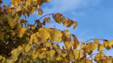 Sonbahar sarısı yaprakları ve ıhlamur dalları rüzgarda sallanıyor, bulutlu mavi bir gökyüzünün arka planında, yakın planda..