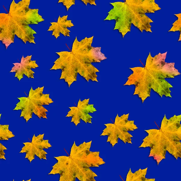 Φθινοπωρινή Σύνθεση Απρόσκοπτη Μοτίβο Του Φθινοπώρου Πολύχρωμα Φύλλα Σφενδάμου Μπλε — Φωτογραφία Αρχείου