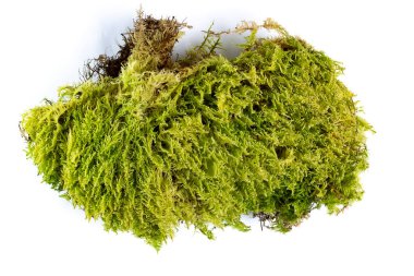 Orman yosunu, beyaz arka planda büyük bir parça yosun, izole, yakın plan, üst manzara.