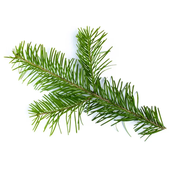 Κλάδος Χριστουγεννιάτικου Δέντρου Κλαδιού Πευκοβελόνες Λευκό Φόντο Πάνω Όψη — Φωτογραφία Αρχείου