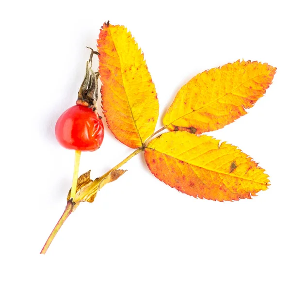 Hagebuttenzweig Mit Herbstblättern Und Reifen Beeren Nahaufnahme Draufsicht — Stockfoto