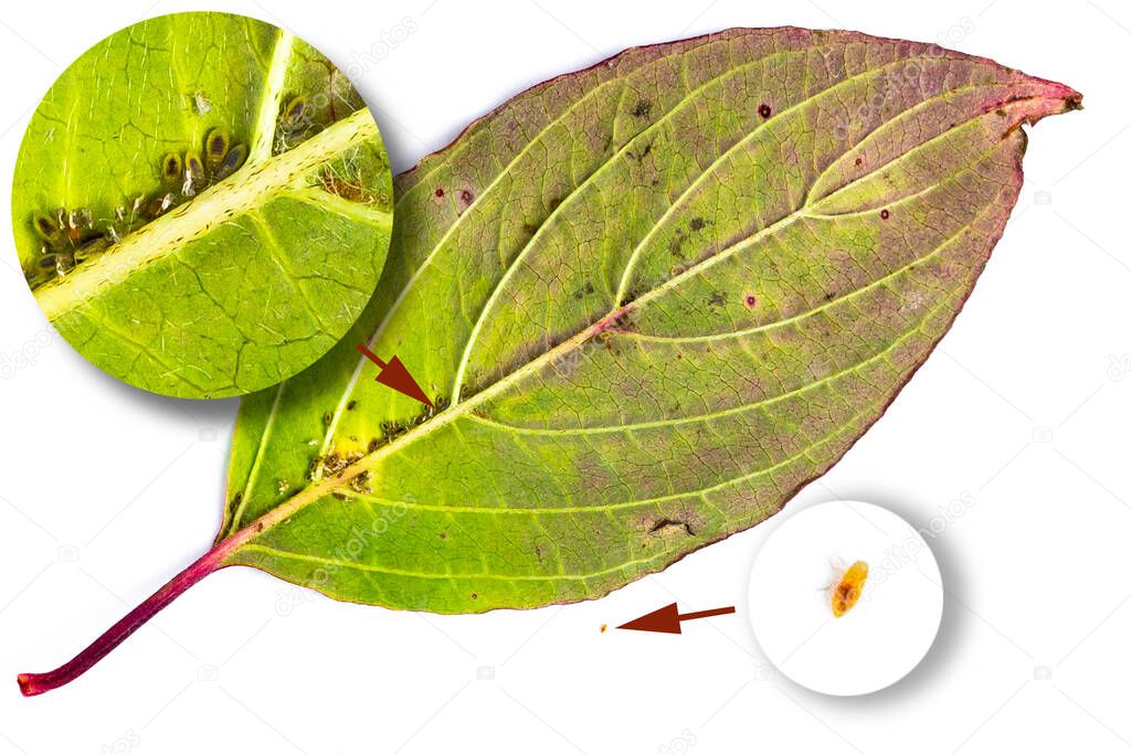 The reverse side of the leaf of a fruit tree with parasites, aphids. Highlighted fragments for increased clarity., Close-up, isolate on white, top view. Educational material.