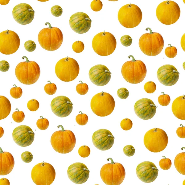 Seamless Pattern Ripe Pumpkins Different Sizes White Background Thanksgiving Halloween — Stock Photo, Image