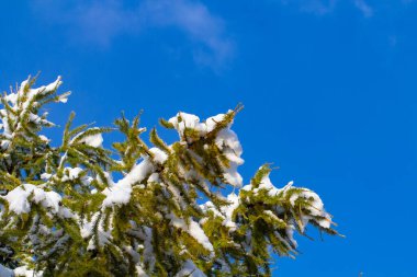 Bulanık mavi bir gökyüzünün arka planına karla kaplı kozalaklı bir ağacın dalları. Karlı kış konsepti.