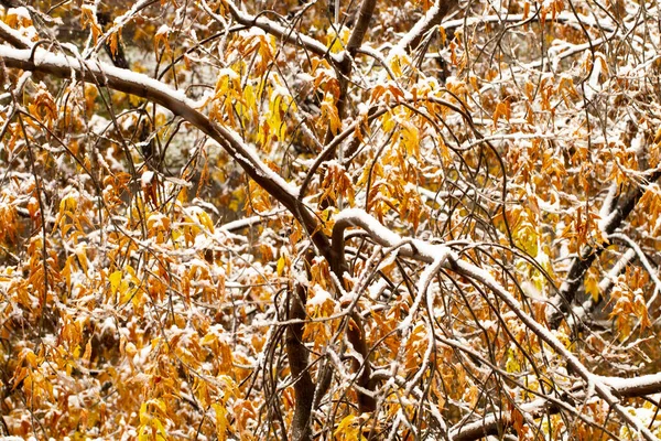 Сніг Падає Жовте Осіннє Листя Дерев Концепція Ранньої Зими Снігопад — стокове фото
