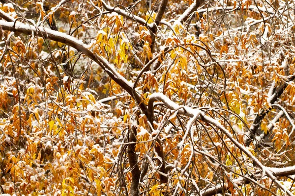 Nieve Cae Sobre Las Hojas Amarillas Otoñales Los Árboles Concepto —  Fotos de Stock