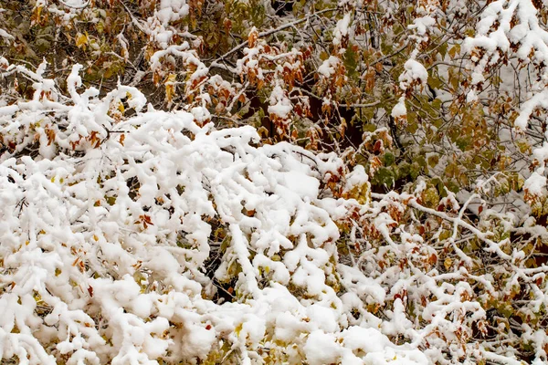 Árboles Otoño Bajo Una Gran Capa Nieve Como Fondo Concepto —  Fotos de Stock