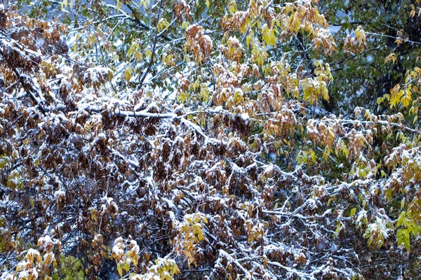 Sníh Padá Žluté Podzimní Listy Stromů Pojetí Rané Zimy Sněžení — Stock fotografie