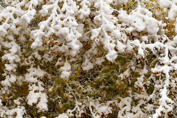 Pozadí Podzimních Stromů Pod Velkou Vrstvou Sněhu Zblízka Chladné Počasí — Stock fotografie