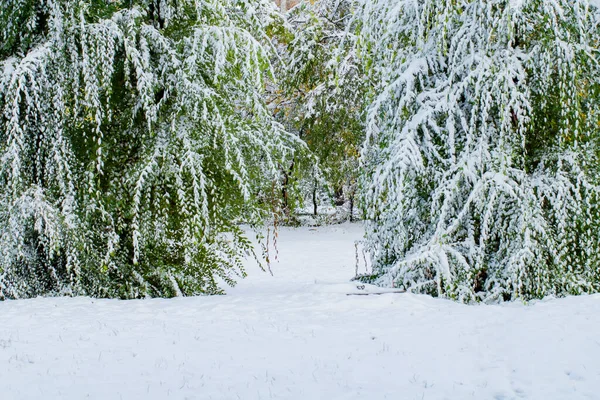 Green trees bent under a large layer of snow, the concept of an unexpected heavy snowfall or cold fall.