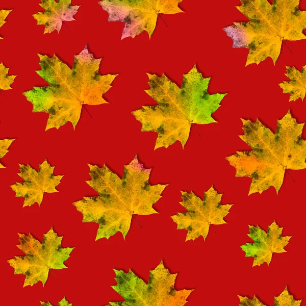 Modèle Sans Couture Feuilles Érable Pour Coloration Automne Sur Fond — Photo