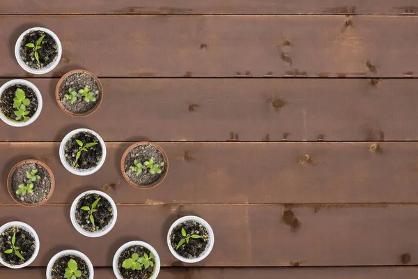 Pottade Plantor Eller Plantor Små Plastkrukor Träbakgrund Med Kopieringsutrymme Ovanifrån — Stockfoto