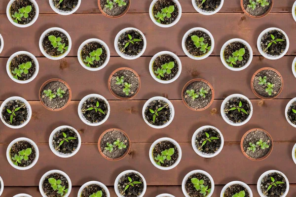 Mönster Plantor Små Plastkrukor Trä Bakgrund Ovanifrån Platt Låg — Stockfoto