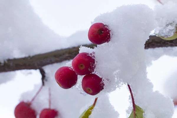 Czerwone Dojrzałe Mini Jabłka Pod Dużą Warstwą Śniegu Koncepcja Wczesnej — Zdjęcie stockowe