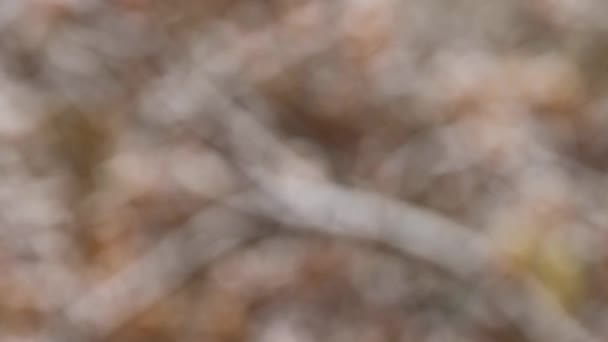 白雪落在一片黄叶覆盖的朦胧的秋天树的背景上 在镜头结束时聚焦于背景图像 — 图库视频影像