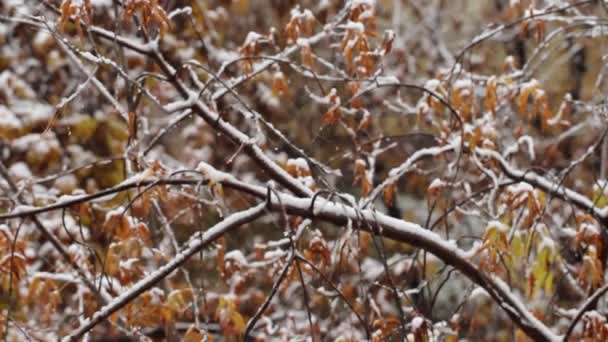 Zware Sneeuwval Sneeuw Valt Gele Herfstbladeren Bomen Concept Van Vroege — Stockvideo