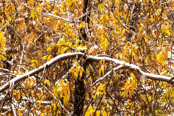 내리거나 악천후에 가을철 내린다 — 스톡 사진