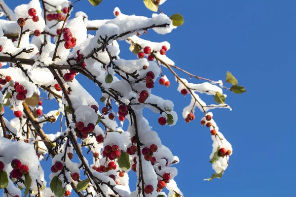Czerwone Dojrzałe Mini Jabłka Pod Dużą Warstwą Śniegu Tle Jasnoniebieskiego — Zdjęcie stockowe