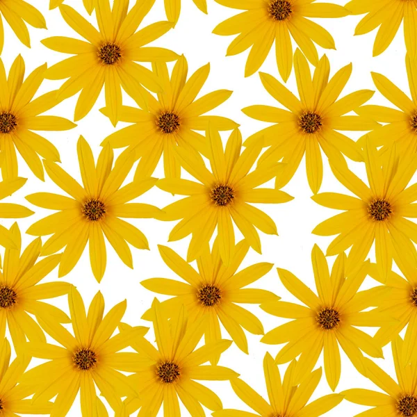 Padrão Flores Sem Costura Flores Amarelas Alaranjadas Brilhantes Fundo Branco — Fotografia de Stock