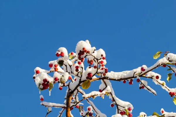 Koncepcja Wczesnej Zimy Obfitych Opadów Śniegu Czerwone Dojrzałe Mini Jabłka — Zdjęcie stockowe