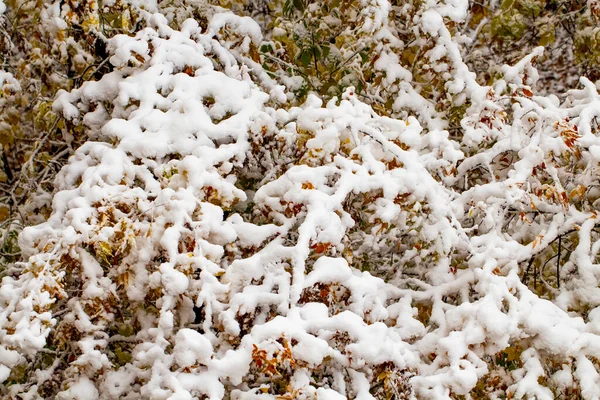 Árboles Otoño Bajo Una Gran Capa Nieve Como Fondo Concepto —  Fotos de Stock