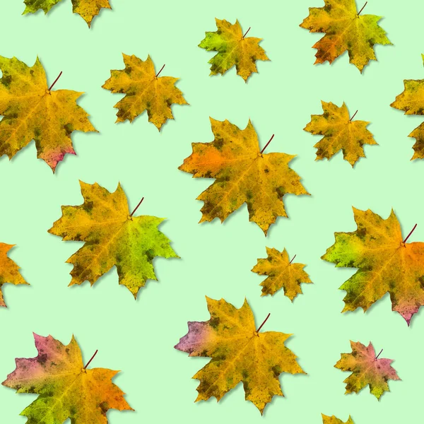 无缝隙的秋天图案 枫叶为秋天的色彩 背景为浅绿色 感恩节和万圣节之间的概念 — 图库照片