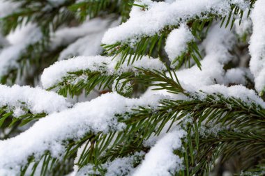 Ladin dalları üzerinde kalın bir kar örtüsü, erken kış ve yoğun kar yağışı kavramı.
