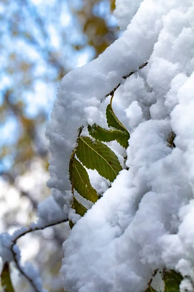 Gruba Pokrywa Śnieżna Zielonych Liściach Drzew Koncepcja Wczesnej Zimy Obfitych — Zdjęcie stockowe