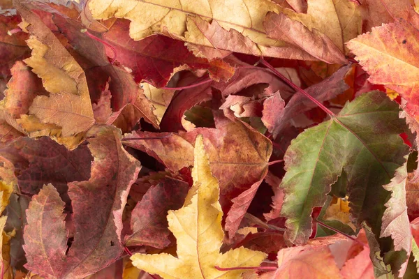 Hintergrund Aus Herbstblättern Leuchtenden Farben Nahaufnahme Draufsicht Flache Lage — Stockfoto