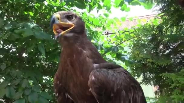 Retrato Falcon Sentado Naturaleza Del Árbol — Vídeos de Stock