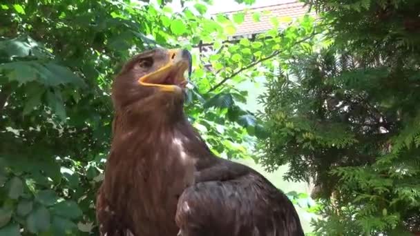 Portret Sokół Siedzi Drzewo Natura — Wideo stockowe