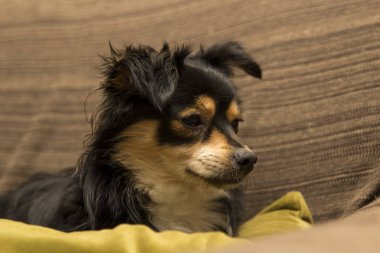 Ahşap arka plan üzerinde sevimli küçük köpek closeup çekim