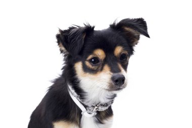 sevimli küçük chihuahua köpek beyaz arka plan üzerinde izole Studio