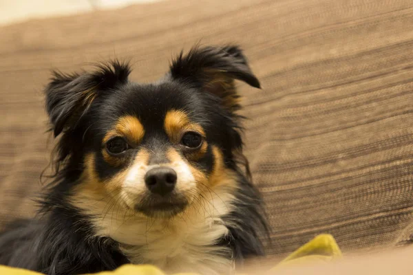 Närbild Skott Söt Liten Hund Över Trä Bakgrund — Stockfoto