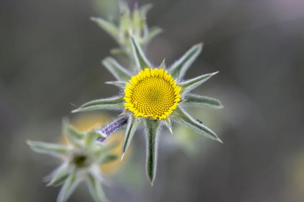 Schöne Blume Auf Verschwommenem Hintergrund Nahaufnahme — Stockfoto