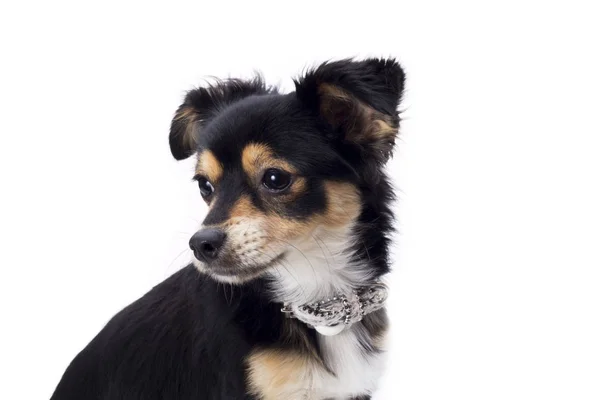 Χαριτωμένο Μικρό Σκυλί Chihuahua Στο Στούντιο Που Απομονώνονται Λευκό Φόντο — Φωτογραφία Αρχείου