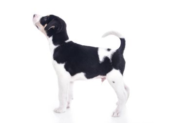 siyah ve beyaz tam uzunlukta küçük köpek yavrusu benekli beyaz studio 