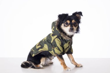 haki ceketli stüdyoda oturan küçük chihuahua köpek tam uzunlukta 