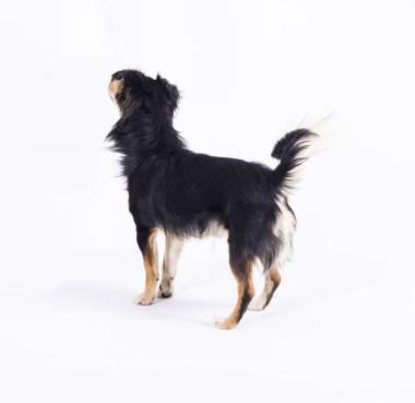 arkadan görünüşü sevimli küçük chihuahua köpek ayakta beyaz arka plan üzerinde izole Studio