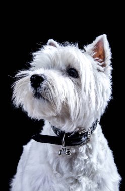 küçük beyaz Roseneath Terrier köpek Studio 