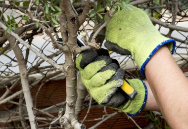 bahçede çalışan ve bitki makasla kesme insanın kısmi görünümü