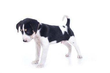 siyah ve beyaz tam uzunlukta küçük köpek yavrusu benekli beyaz studio 