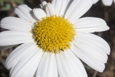 Beyaz çiçek, arka plan bulanık closeup