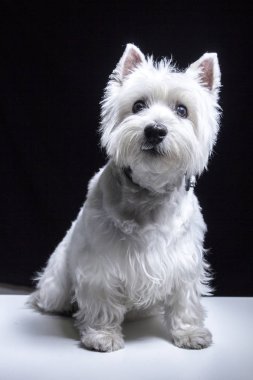 küçük beyaz Roseneath Terrier köpek kameraya bakarak Studio tam uzunlukta