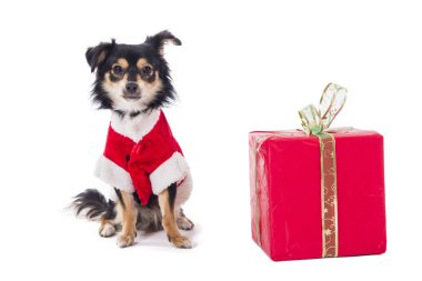 Noel Baba yan tümce kostüm ceket studio ve kurdele ile mevcut hediye kutusu, poz küçük chihuahua köpek 