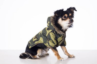 haki ceketli stüdyoda oturan küçük chihuahua köpek tam uzunlukta 